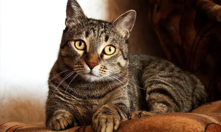 gato